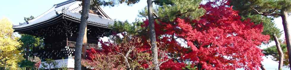 Picture of a Japanese castle surrounded by fall leaves.