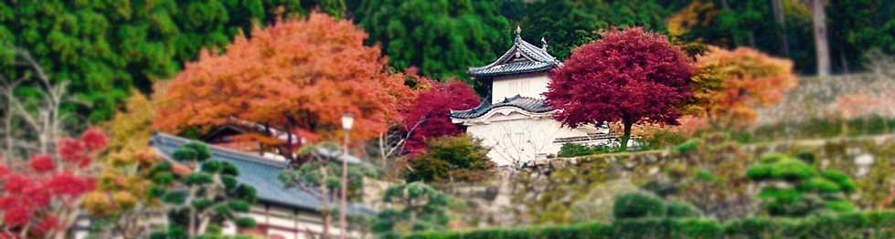 Picture of a Japanese castle surrounded by fall leaves.